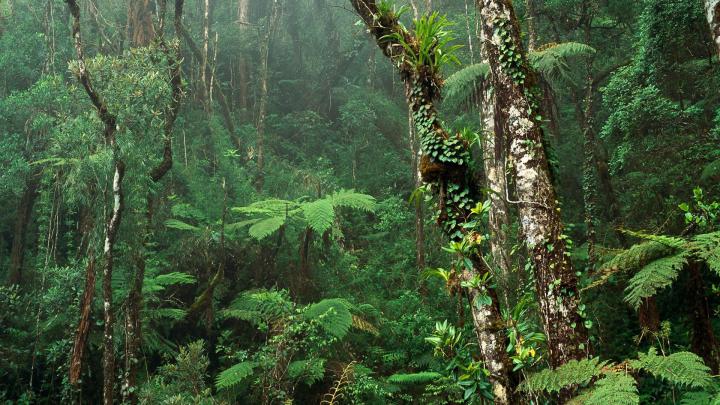 Tropical Rainforest Wallpapers (66+ background pictures)