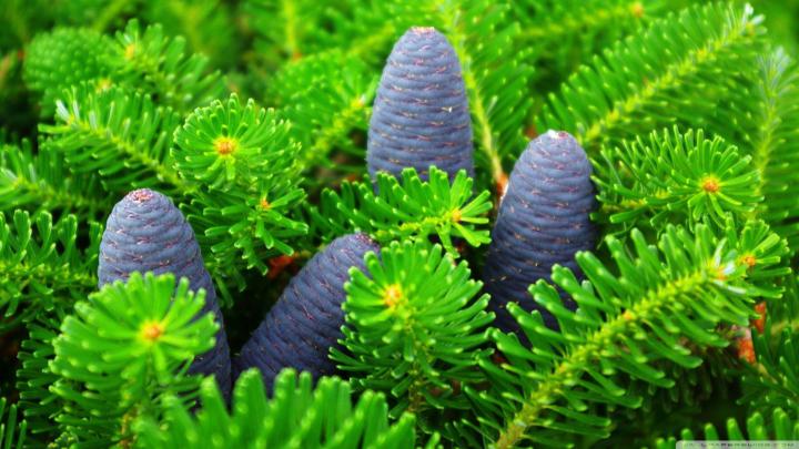 Amazon Forest Wallpapers Desktop