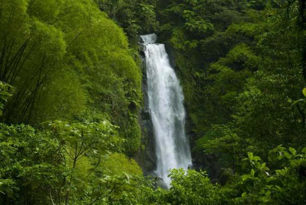 Amazon Rainforest Wallpapers