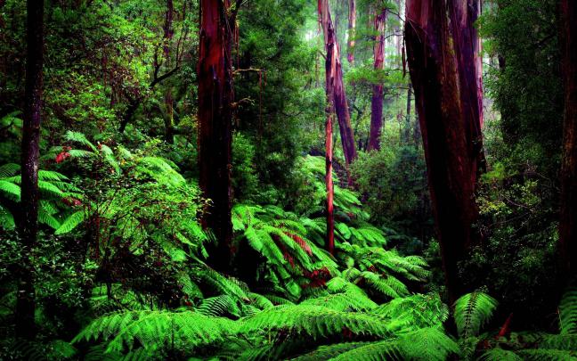 Amazon Rainforest Wallpapers