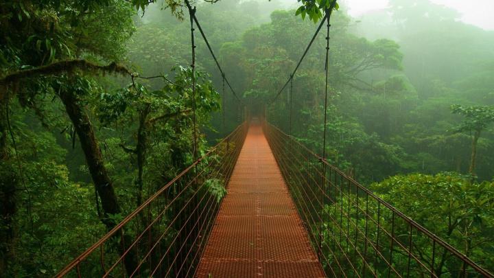 Amazon Rainforest Wallpaper (69+ images)