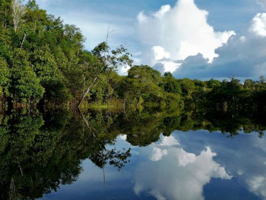 Amazon Rainforest Wallpapers