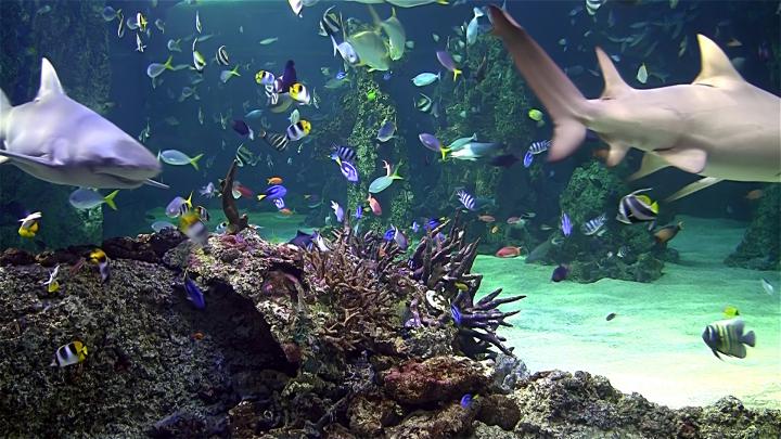Aquarium Live Wallpaper for PC (55+ images)