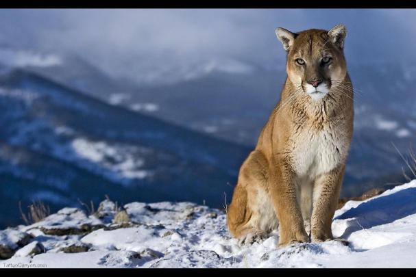[48+] OS X Mountain Lion Wallpaper 