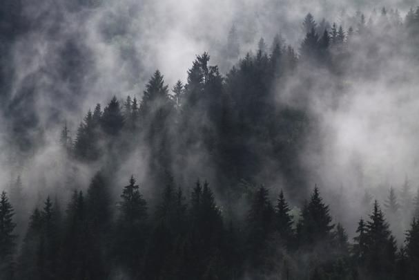 HD Tree (51 images) - DodoWallpaper.