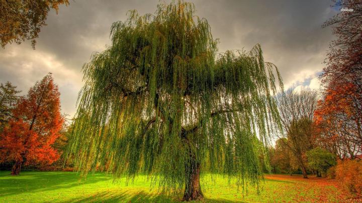 Tree Wallpaper 1920X1080 - Apple Tree Wallpaper (53+ pictures) - You 