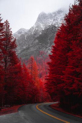 Full Hd Red Tree Background Hd - Jaleada Mapanfu