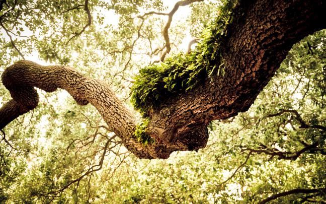 Tree Desktop Wallpapers on WallpaperDog