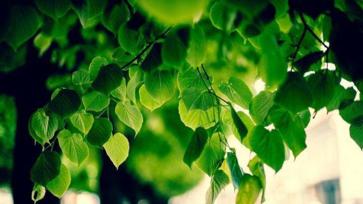 23++ Nature Tree Background Hd Images