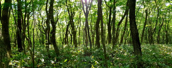 23++ Nature Tree Background Hd Images