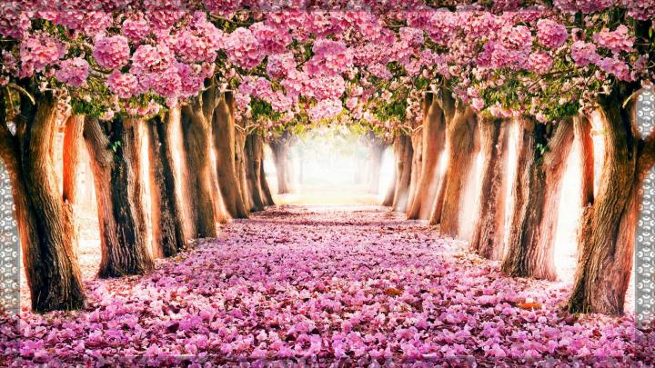 Spring Wallpaper 1920 X 1080 (83+ images)