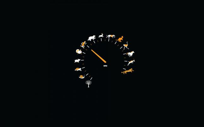 Free download Funny Animal Speed Gauge Desktop Wallpaper [1920x1080 