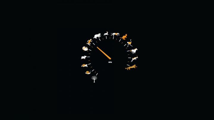 Free download Funny Animal Speed Gauge Desktop Wallpaper [1920x1080 