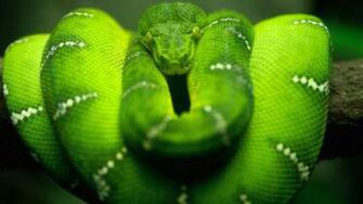 Free download Suse Green Wallpaper 1920x1080 Suse Green [1920x1080] for 