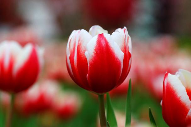 Red Tulips Wallpaper \u00b7\u2460 