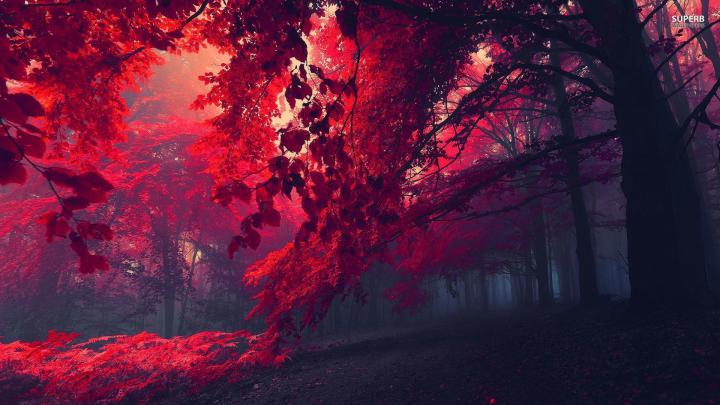 Full Hd Red Wallpaper 1920x1080 - Images | Slike