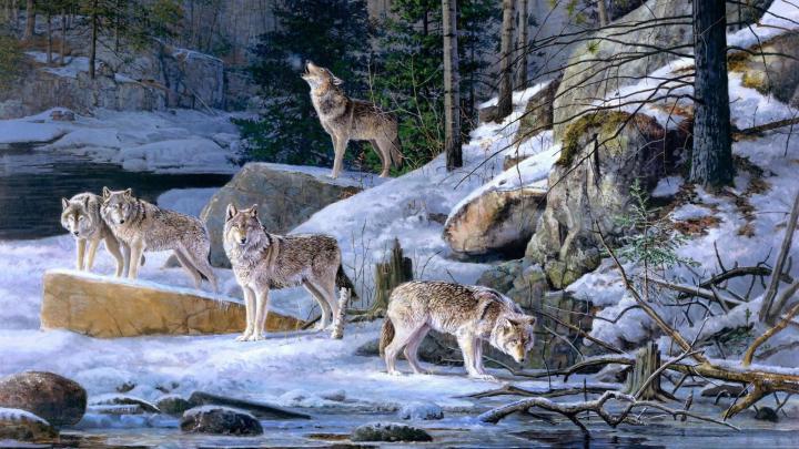 Pack of Wolves Wallpaper (58+ images)