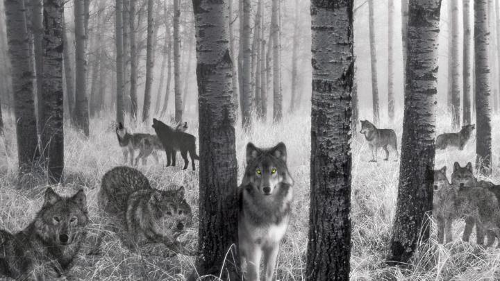 Pack of Wolves Wallpaper (58+ images)