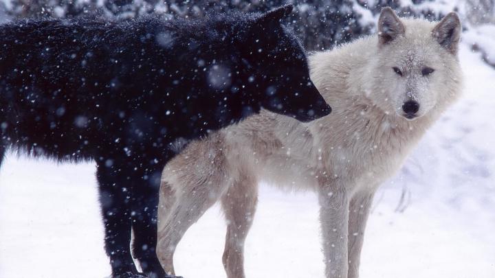 Pack of Wolves Wallpaper (58+ images)