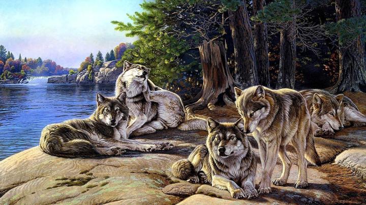 Pack of Wolves Wallpapers - Top Free Pack of Wolves Backgrounds 