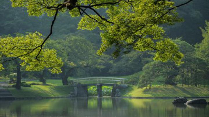trees, stairs, bridge, leaves, grass, lake, forest, reflection, Japan 