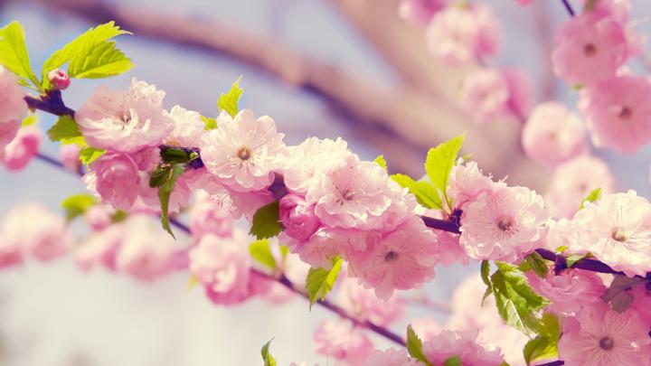 Free download 1920x1080 Japanese Cherry Blossom desktop PC and Mac 