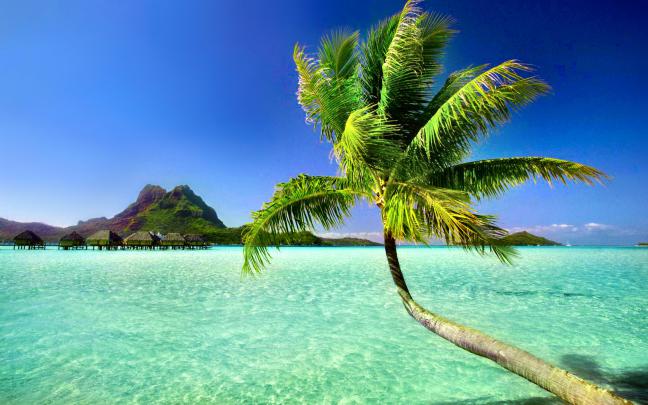 Palm Tree wallpaper | 2880x1800 | #75554
