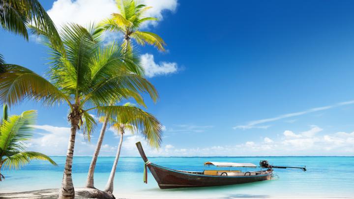 Palm Tree wallpaper | 1920x1080 | #47574