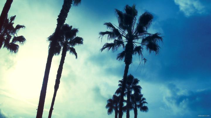 Palm Tree wallpaper | 1920x1080 | #47577