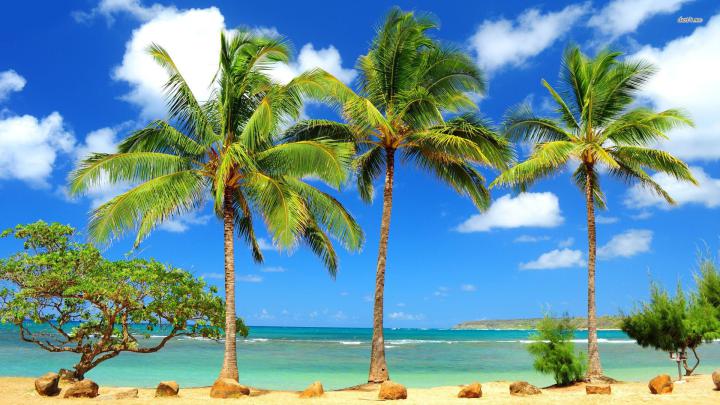 Pictures Of Palm Trees wallpaper | 1920x1080 | #60127