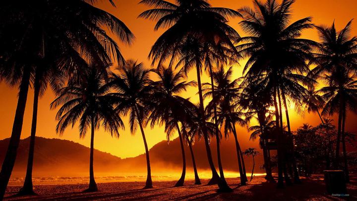 Beautiful Palm Tree wallpaper | 1920x1080 | #15376