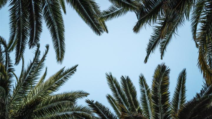 green palm tree under white sky MacBook Air Wallpaper Download 
