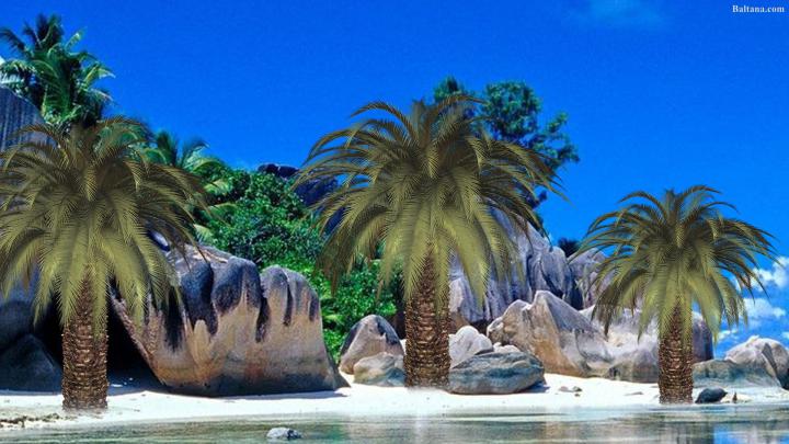 Palm Tree Desktop Wallpaper (72+ images)