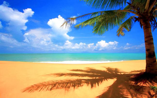 Palm Tree Background wallpaper | 1920x1200 | #15507