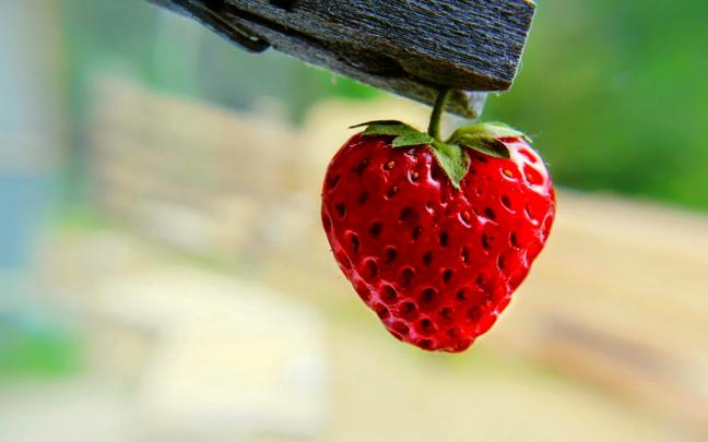 wallpapers: Fruits HD DESKTOP WALLPAPERS 1920\u00d71080 For Windows7,8,8.1 