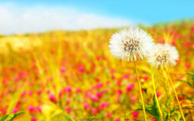 Summer HD Wallpapers
