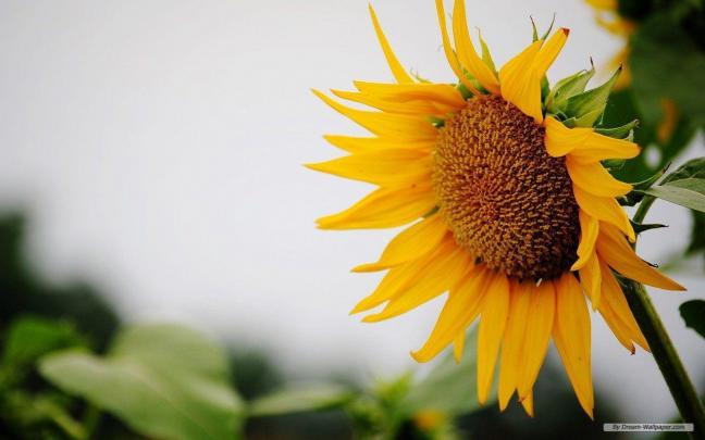 Free Summer Wallpapers For Desktop