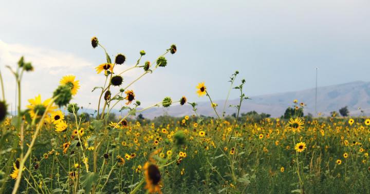 Summer Desktop Wallpaper Download | THE JOY BLOG
