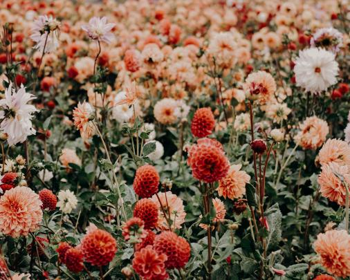 900+ Floral Background Images: Download HD Backgrounds on Unsplash