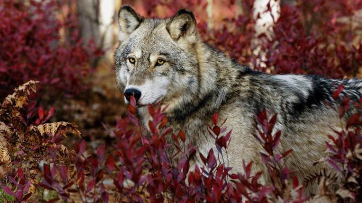 Free download Wolf Hd Wallpapers 1080P Desktop Backgrounds [1024x718 