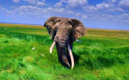 African Elephant Wallpaper Desktop
