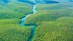 Amazon Forest Wallpapers Desktop