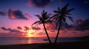 Palm Tree Wallpaper 1920x1080