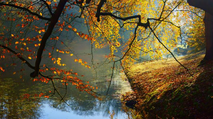 Download 8k Wallpaper Nature Inspired Wide - 8k Autumn On Itl.cat