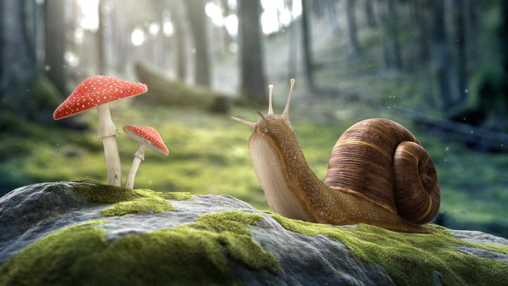 Free Download Cool Nature Wallpaper Id - Mushroom Wallpaper Hd 