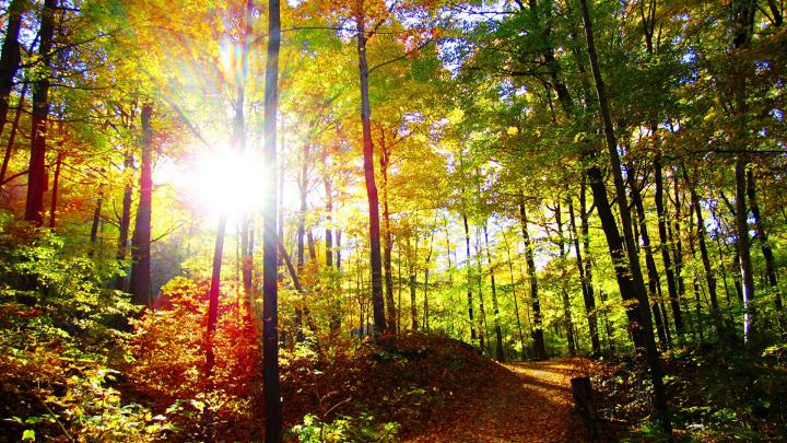 170 Nature Full Hd Wallpapers 1920X1080 - If there are photos or images 