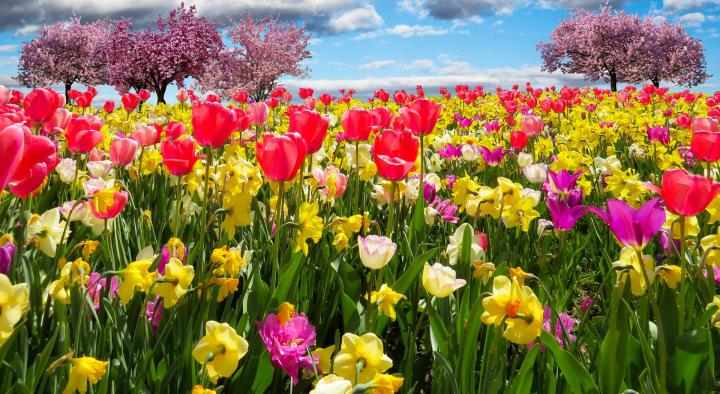Fondos De Pantalla Con Paisajes De Primavera, Wallpapers - Spring High 