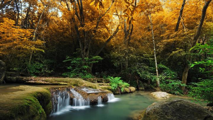 8k Wallpaper Nature Inspired - Cool Forest Pictures Hd (#1506293) - HD 
