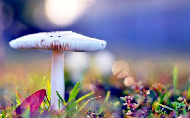 HD Nature Wallpapers for Laptop (35+ images)