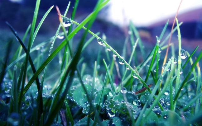 Plant Aesthetic Laptop Wallpapers - Top Free Plant Aesthetic Laptop 
